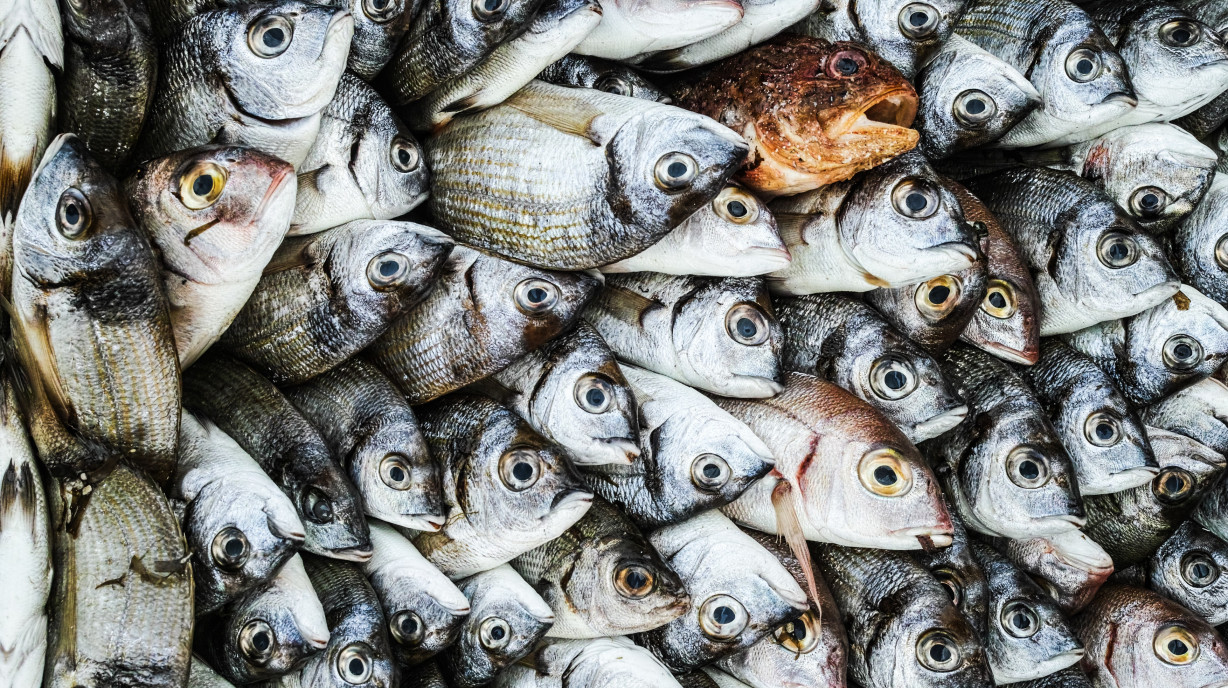 Overfishing: How Can It Be Regulated?