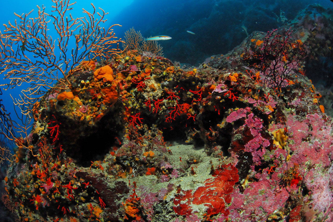 Portfolio : Le Coralligène, Un Habitat Méditerranéen Méconnu ...